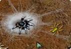 Arachnid Wars 1.5